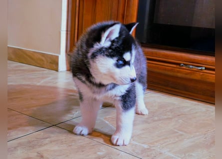 FCI Pedigree Blue Eyed Black & White Siberian Husky Champion Puppy