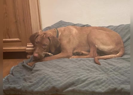 Magyar Vizsla Welpen in Erwartung