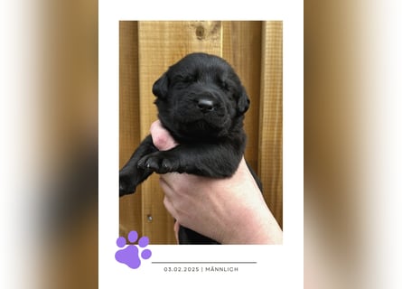 Wunderschöner Golden Retriever - Labrador Mix Welpe