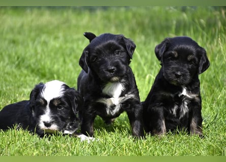 traumhaft hübscher Tibet Terrier Welpen aus erfahrender Zucht  sind geboren dürfen im Juni ausziehen