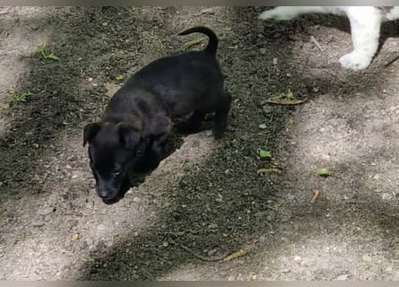 Letzte zwei Welpen – kleine Fellnasen suchen ihre Familie!