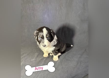 8 Australian Sheperd Welpen