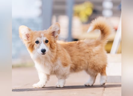 FLUFFY Welsh Corgi Pembroke HÜNDIN