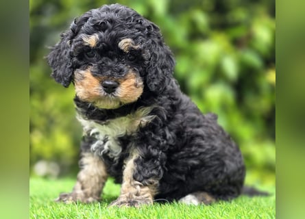 Cavapoo welpen