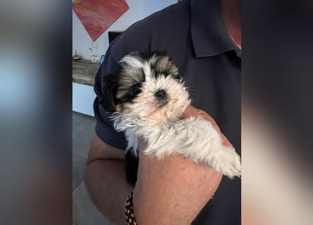 2 zuckersüße Maltipoo Welpen - Rüde und Hündin