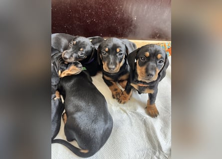 Dackel Welpen Black Tan