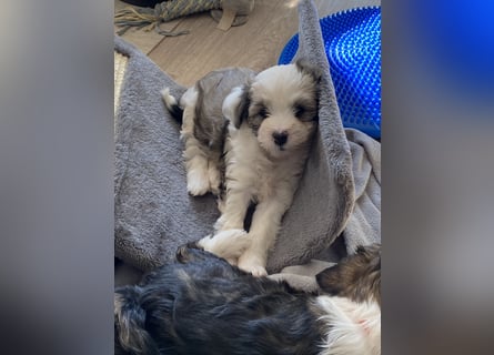 Tibet Terrier Hündin