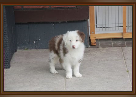 Australian Shepherd - Traumwelpen -KEINE Arbeitslinie-aus langjähriger Familienaufzucht.