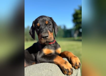 Dobermann Welpen Bohemia Gotika
