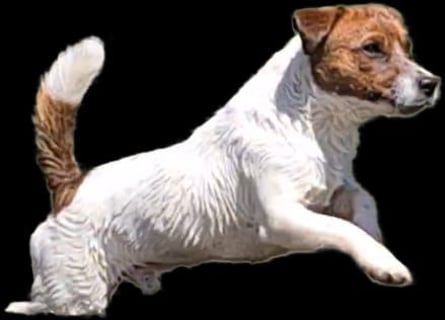 Jack Russel Terrier Welpen mit Stammbaum