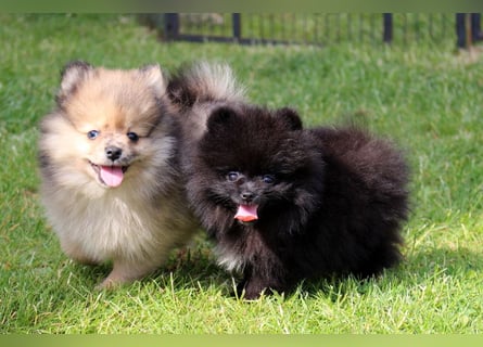 Zwergspitz Pomeranian Welpen in verschiedenen Farben mit Papieren