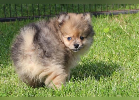Zwergspitz Pomeranian Welpen in verschiedenen Farben mit Papieren