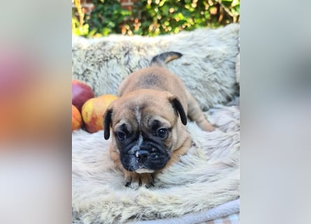 Allerliebste FROPS Kinder (Französische Bulldogge und Mops)