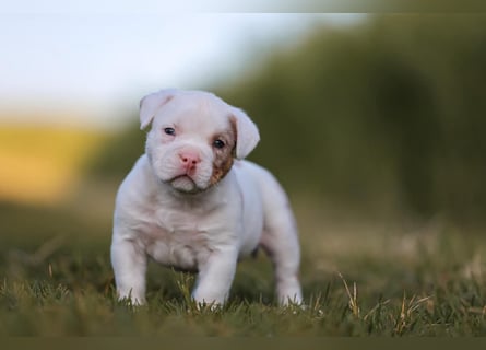 Unglaublich schöne American Bully Welpen!
