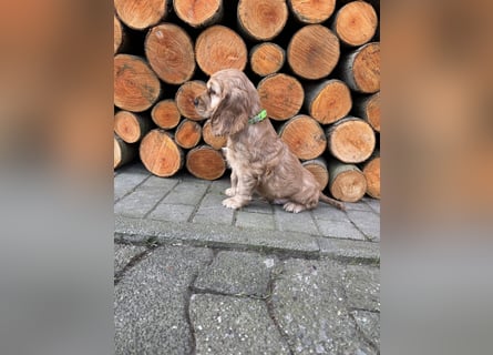 englische Cocker, Spaniel Welpen