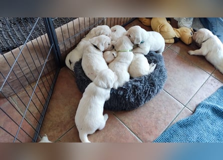 Golden Retriever Welpen