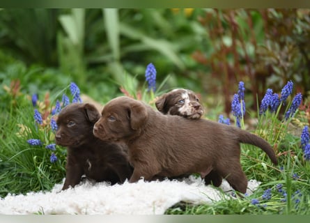 Aussiedor Aussiedorwelpe Welpe Australien Shepherd x Labrador
