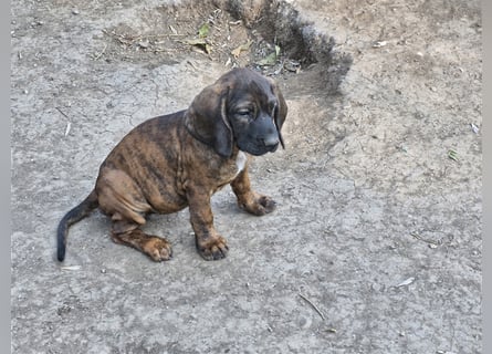 Hannoversche Schweißhundwelpen