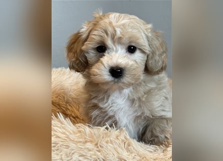 Sehr schöne Maltipoo welpen in abricot und crème farben