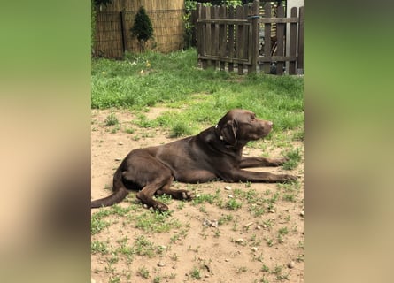 Labrador
