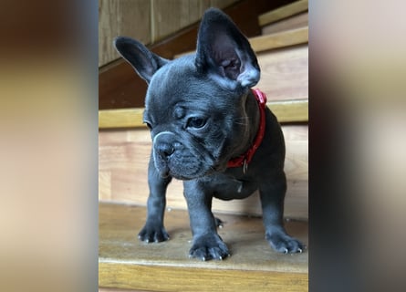 Wunderschöne Französische Bulldogge in Sonderfarben