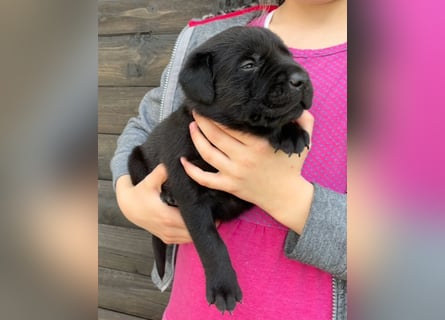 Labrador Welpen in foxred und schwarz aus liebevoller Hobbyzucht