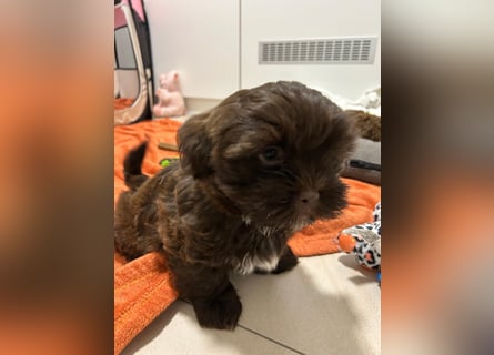 Shih-Tzu-Bolonka Welpen