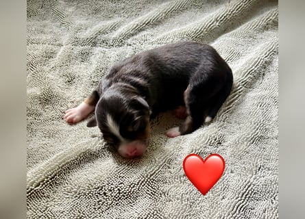 Mini/Miniature Australian Shepherd Welpen mit Papiere
