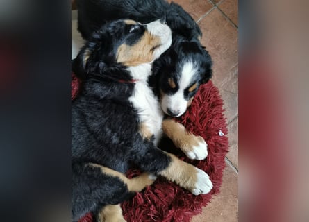 Berner Sennen Welpen
