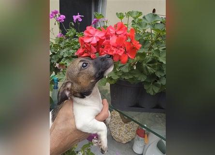 Jack Russell Terrier HÜNDIN mit CHIP/Eu-Pass AB SOFORT