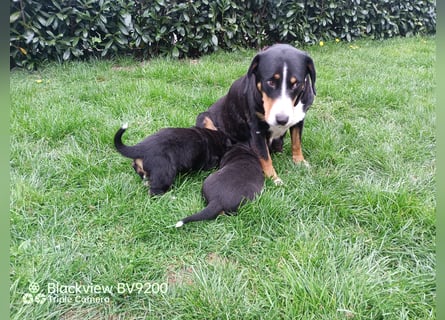 Entlebucher Sennenhund Welpen