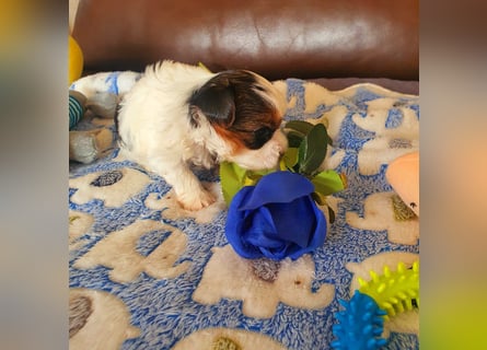Biewer Yorkshire Terrier a la PomPon reinrassig / selten