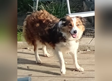 Wurf Ankündigung,  reinrassige Border Collie Welpen mit Papieren!!
