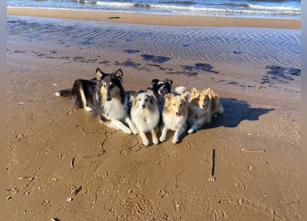 Lang- und Kurzhaar- Collie- Welpen