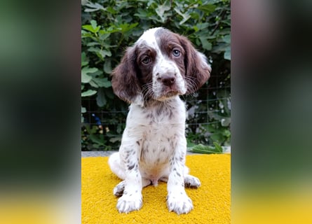 English setter Welpen (3 Rüden, 2 Hündinnen)