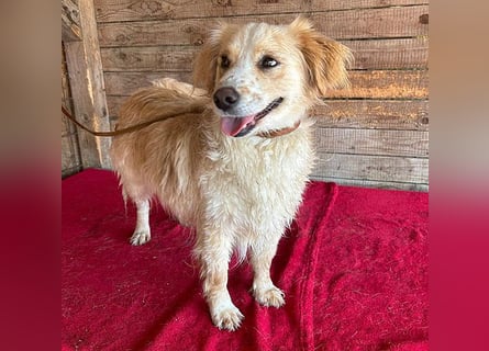 ❤️ unser Sonnenschein PANNI - 3,5 Jahre, 40cm/12kg - kleine Mischlingshündin