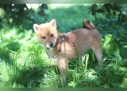 Schöne rote Shiba inu Welpen MEI, MIKA, MASARU mit FCI dokumenten