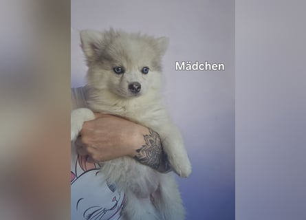 Auszugsbereit F2 Welpen kleinbleibend Zwerghusky Minihusky Zwergspitzhuskys mittelklein