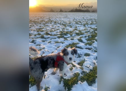 Mini Aussies-Mini Australian Shepherd Welpen