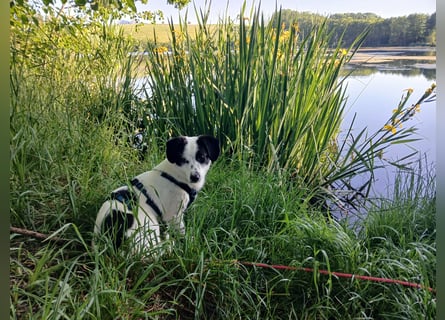 Josie sucht Herzensmensch fürs Leben