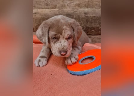 Labrador Aussiedor Welpen,Abgabebereit, aus liebevoller Zucht