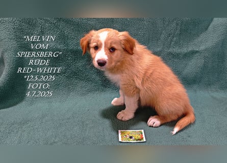 Border Collie-Welpen , black-,choco-,red-white und red-,black-merle