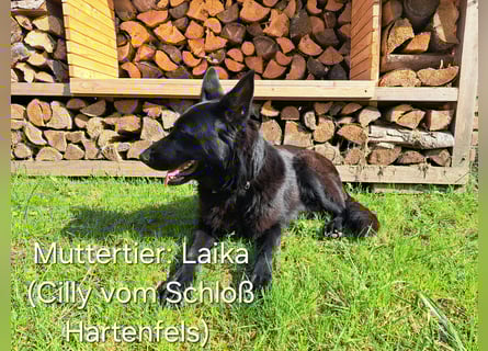 DSH Deutscher Schäferhund - Welpen lackschwarz