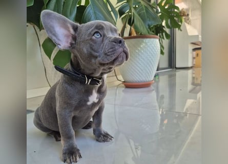 Französische Bulldoggen Welpen mit AT und Nase