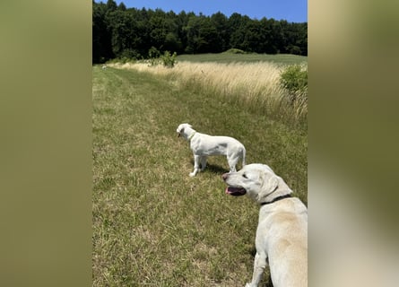 Welpen Akbas Schäferhund