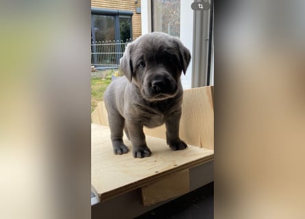 Labrador Retriever chacoral/Silber