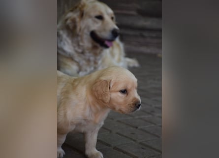 süße reinrassige Goldenretriever Welpen geboren