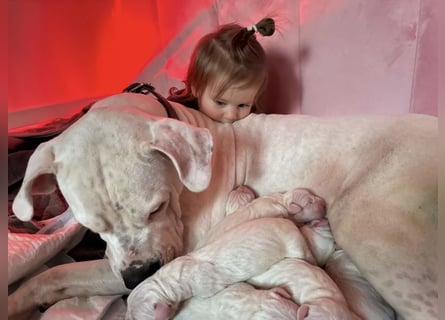 NEUE Welpen sind da.. die reinrassigen Dogo Argentinos mit Ahnenpass