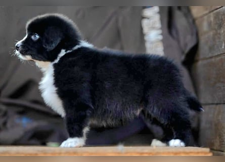 Australian Shepherd Welpen mit ASCA Papieren