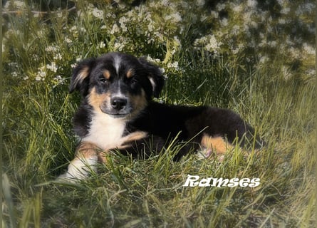Bezaubernde Australian Shepherd Welpen